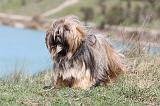 LHASSA APSO 080